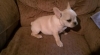 awesome french bulldog puppies to go 